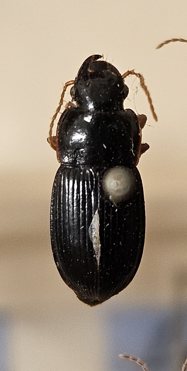 Skalbagge på insektsnål. 
Tillhör huvudgrupp Coleoptera
Tillhör familj Carabidae
Släkte/art: Harpalus latus
Adult

Ursprungsland: Sverige
Fyndplats: 

Ur Hackwitz samling

På etiketten står: Harpalus latus