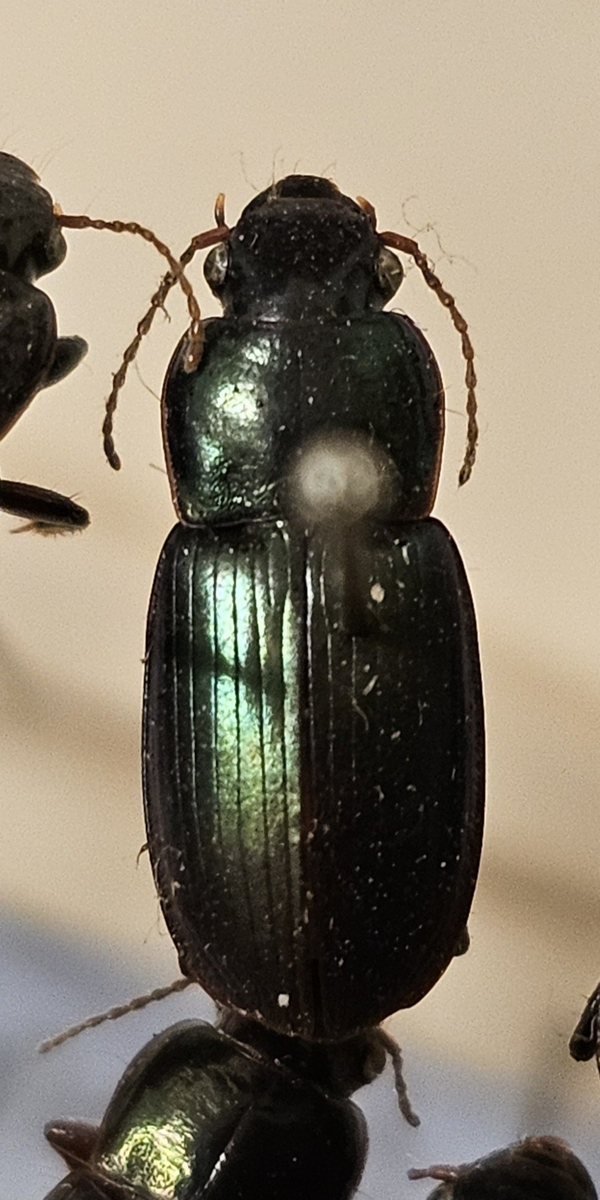 Skalbagge på insektsnål. 
Tillhör huvudgrupp Coleoptera
Tillhör familj Carabidae
Släkte/art: Harpalus affinis
Adult

Ursprungsland: Sverige
Fyndplats: 

Ur Hackwitz samling

På etiketten står: Harpalus aeneus