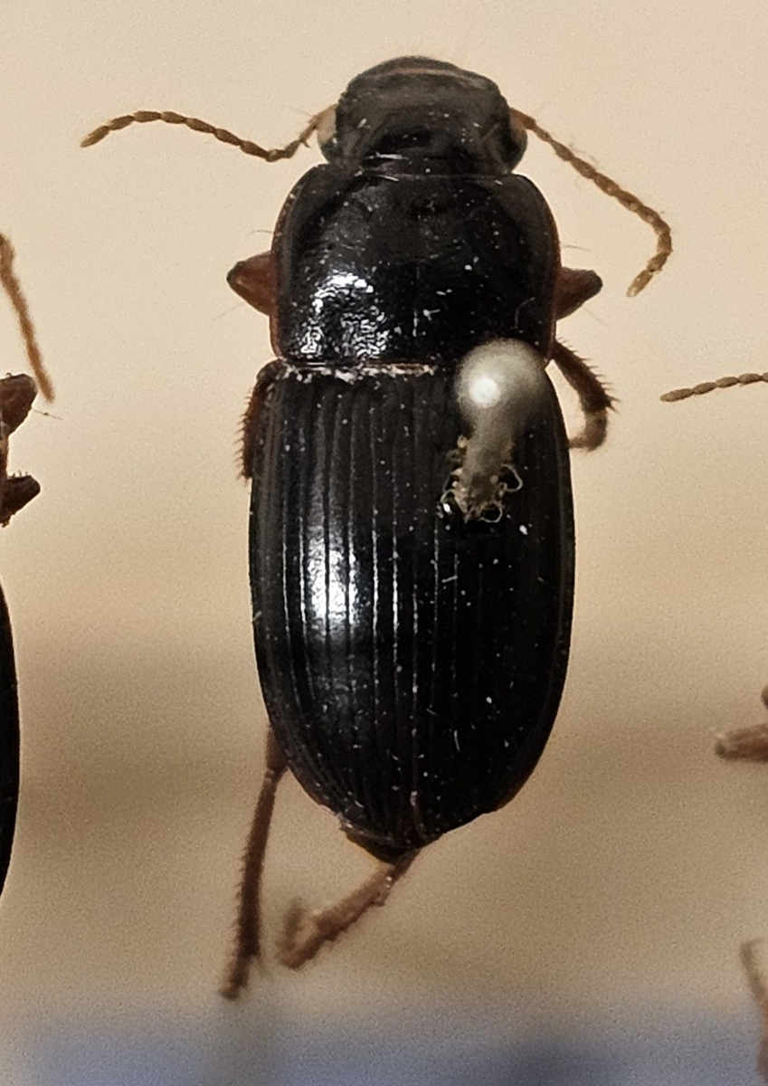 Skalbagge på insektsnål. 
Tillhör huvudgrupp Coleoptera
Tillhör familj Carabidae
Släkte/art: Harpalus latus
Adult

Ursprungsland: Sverige
Fyndplats: 

Ur Hackwitz samling

På etiketten står: Harpalus latus