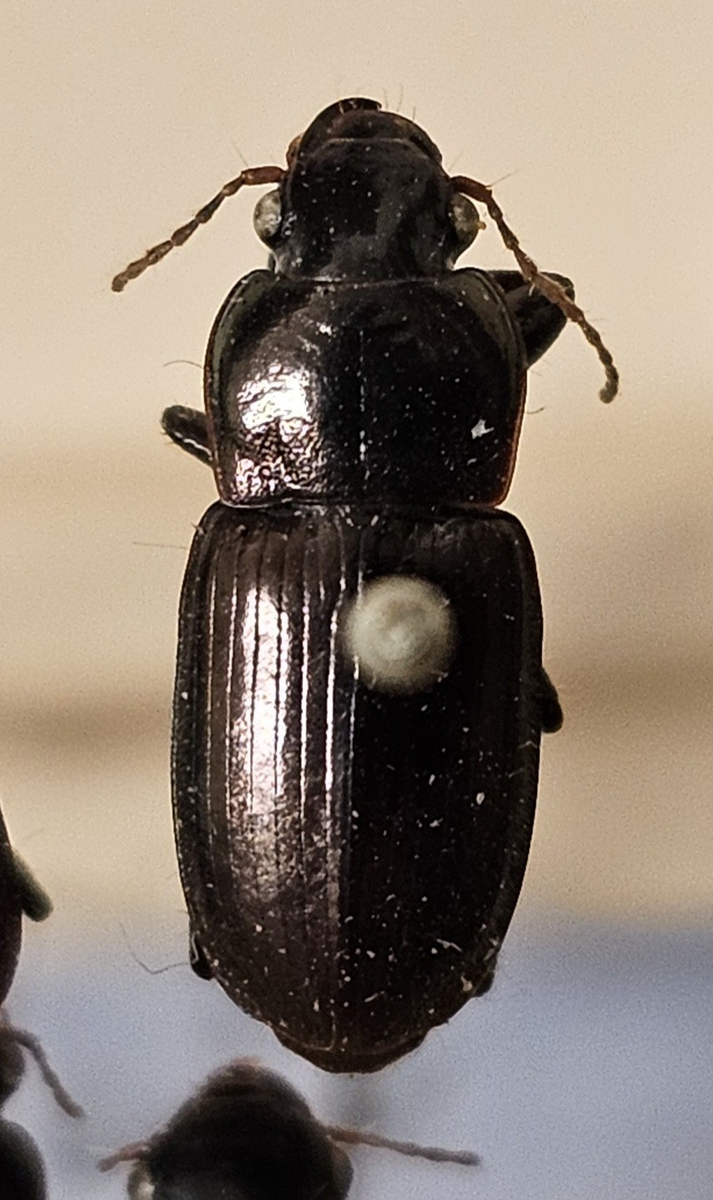 Skalbagge på insektsnål. 
Tillhör huvudgrupp Coleoptera
Tillhör familj Carabidae
Släkte/art: Harpalus affinis
Adult

Ursprungsland: Sverige
Fyndplats: 

Ur Hackwitz samling

På etiketten står: Harpalus aeneus