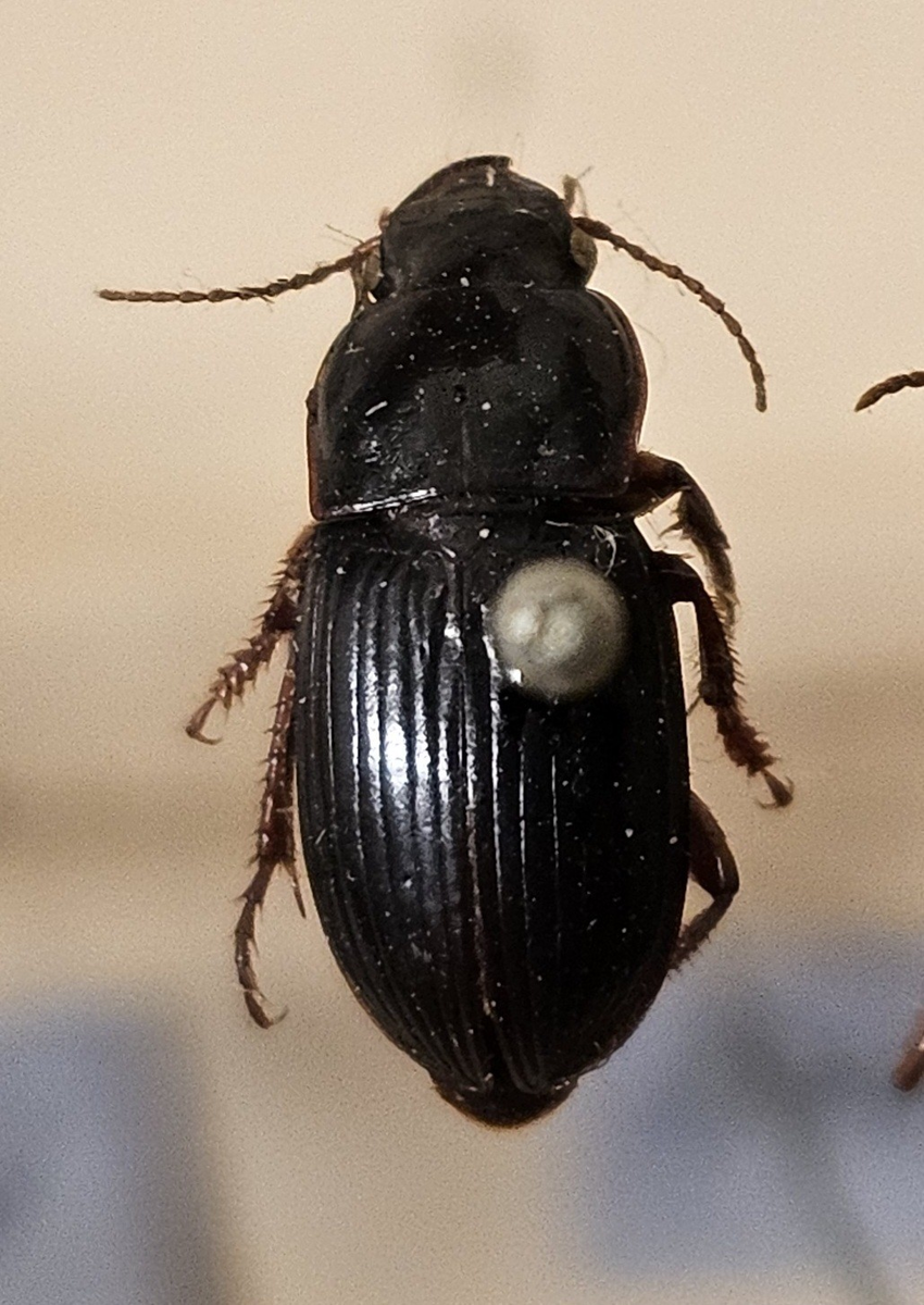 Skalbagge på insektsnål. 
Tillhör huvudgrupp Coleoptera
Tillhör familj Carabidae
Släkte/art: Harpalus rubipes
Adult

Ursprungsland: Sverige
Fyndplats: 

Ur Hackwitz samling

På etiketten står: Harpalus rubipes