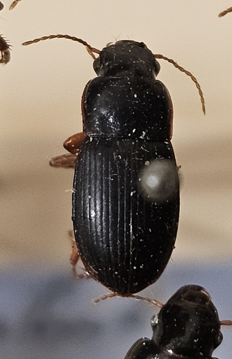 Skalbagge på insektsnål. 
Tillhör huvudgrupp Coleoptera
Tillhör familj Carabidae
Släkte/art: Harpalus latus
Adult

Ursprungsland: Sverige
Fyndplats: 

Ur Hackwitz samling

På etiketten står: Harpalus latus