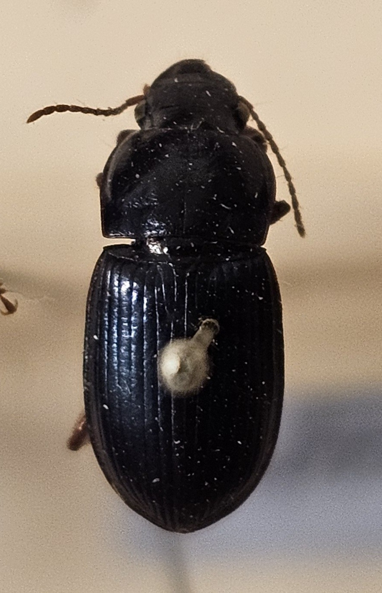 Skalbagge på insektsnål. 
Tillhör huvudgrupp Coleoptera
Tillhör familj Carabidae
Släkte/art: Harpalus rubipes
Adult

Ursprungsland: Sverige
Fyndplats: 

Ur Hackwitz samling

På etiketten står: Harpalus rubipes