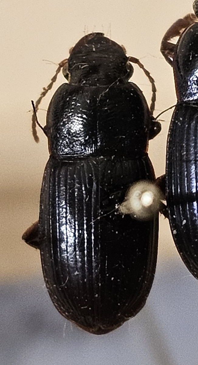 Skalbagge på insektsnål. 
Tillhör huvudgrupp Coleoptera
Tillhör familj Carabidae
Släkte/art: Harpalus rubipes
Adult

Ursprungsland: Sverige
Fyndplats: 

Ur Hackwitz samling

På etiketten står: Harpalus rubipes