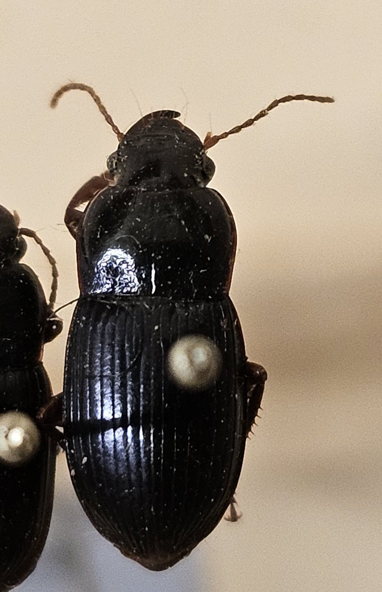 Skalbagge på insektsnål. 
Tillhör huvudgrupp Coleoptera
Tillhör familj Carabidae
Släkte/art: Harpalus rubipes
Adult

Ursprungsland: Sverige
Fyndplats: 

Ur Hackwitz samling

På etiketten står: Harpalus rubipes