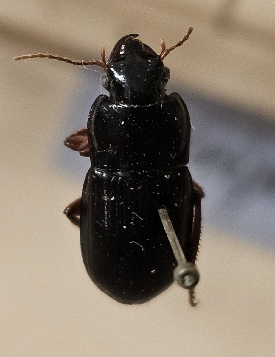 Skalbagge på insektsnål. 
Tillhör huvudgrupp Coleoptera
Tillhör familj Carabidae
Släkte/art: Harpalus rubipes
Adult

Ursprungsland: Sverige
Fyndplats: 

Ur Hackwitz samling

På etiketten står: Harpalus rubipes