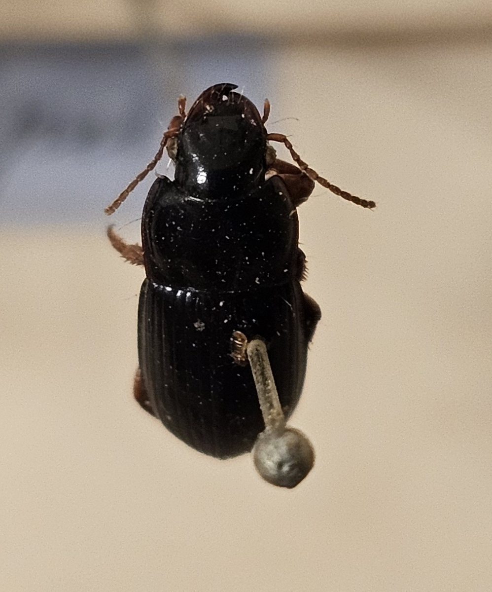 Skalbagge på insektsnål. 
Tillhör huvudgrupp Coleoptera
Tillhör familj Carabidae
Släkte/art: Harpalus rubipes
Adult

Ursprungsland: Sverige
Fyndplats: 

Ur Hackwitz samling

På etiketten står: Harpalus rubipes