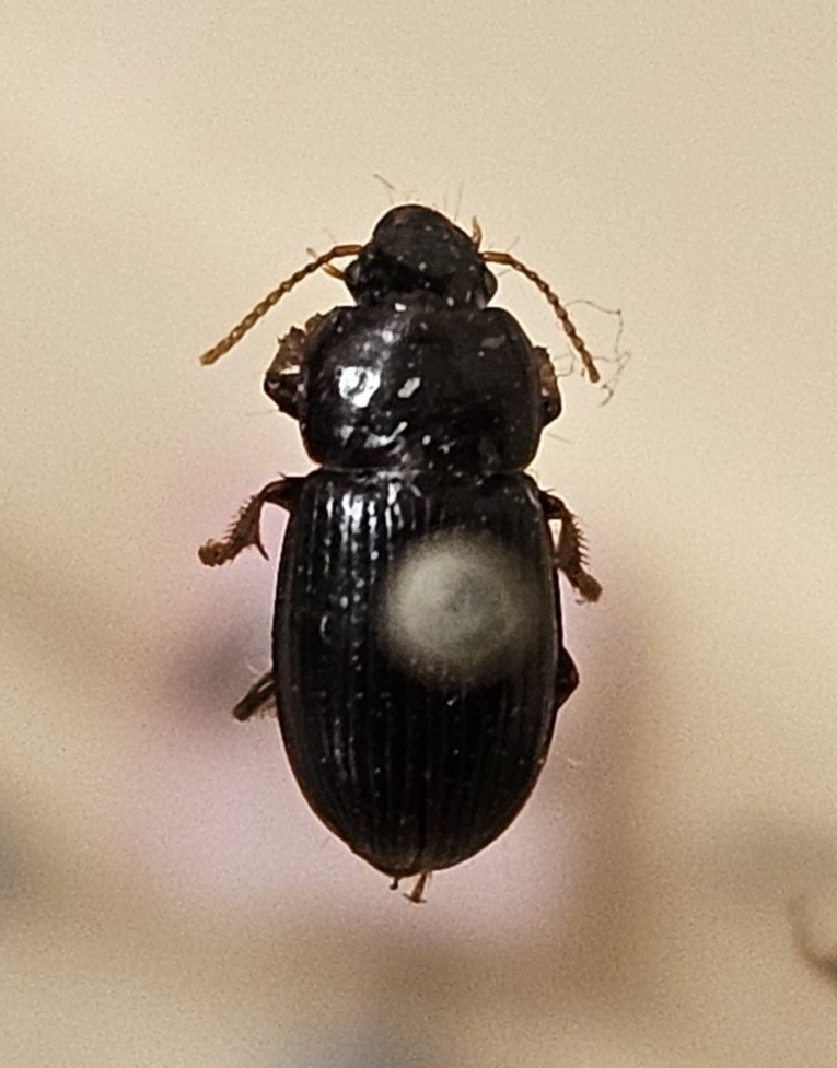 Skalbagge på insektsnål. 
Tillhör huvudgrupp Coleoptera
Tillhör familj Carabidae
Släkte/art: Harpalus picipennis
Adult

Ursprungsland: Sverige
Fyndplats: Öland

Ur Hackwitz samling

På etiketten står: Harpalus picipennis