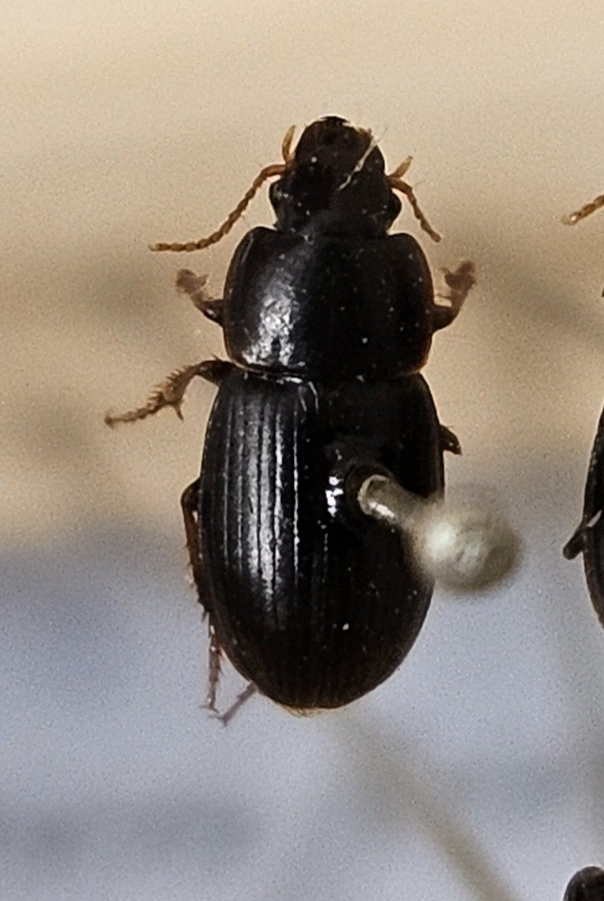 Skalbagge på insektsnål. 
Tillhör huvudgrupp Coleoptera
Tillhör familj Carabidae
Släkte/art: Harpalus picipennis
Adult

Ursprungsland: Sverige
Fyndplats: Öland

Ur Hackwitz samling

På etiketten står: Harpalus picipennis