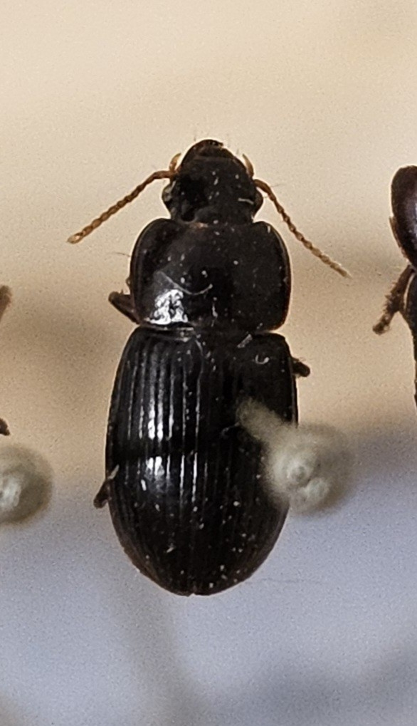 Skalbagge på insektsnål. 
Tillhör huvudgrupp Coleoptera
Tillhör familj Carabidae
Släkte/art: Harpalus picipennis
Adult

Ursprungsland: Sverige
Fyndplats: Öland

Ur Hackwitz samling

På etiketten står: Harpalus picipennis