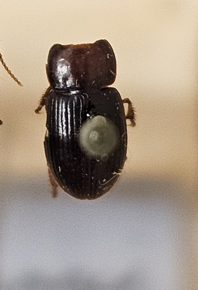 Skalbagge på insektsnål. 
Tillhör huvudgrupp Coleoptera
Tillhör familj Carabidae
Släkte/art: Harpalus picipennis
Adult

Ursprungsland: Sverige
Fyndplats: Öland

Ur Hackwitz samling

På etiketten står: Harpalus picipennis