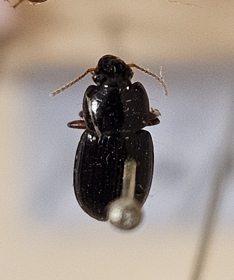 Skalbagge på insektsnål. 
Tillhör huvudgrupp Coleoptera
Tillhör familj Carabidae
Släkte/art: Harpalus picipennis
Adult

Ursprungsland: Sverige
Fyndplats: Öland

Ur Hackwitz samling

På etiketten står: Harpalus picipennis