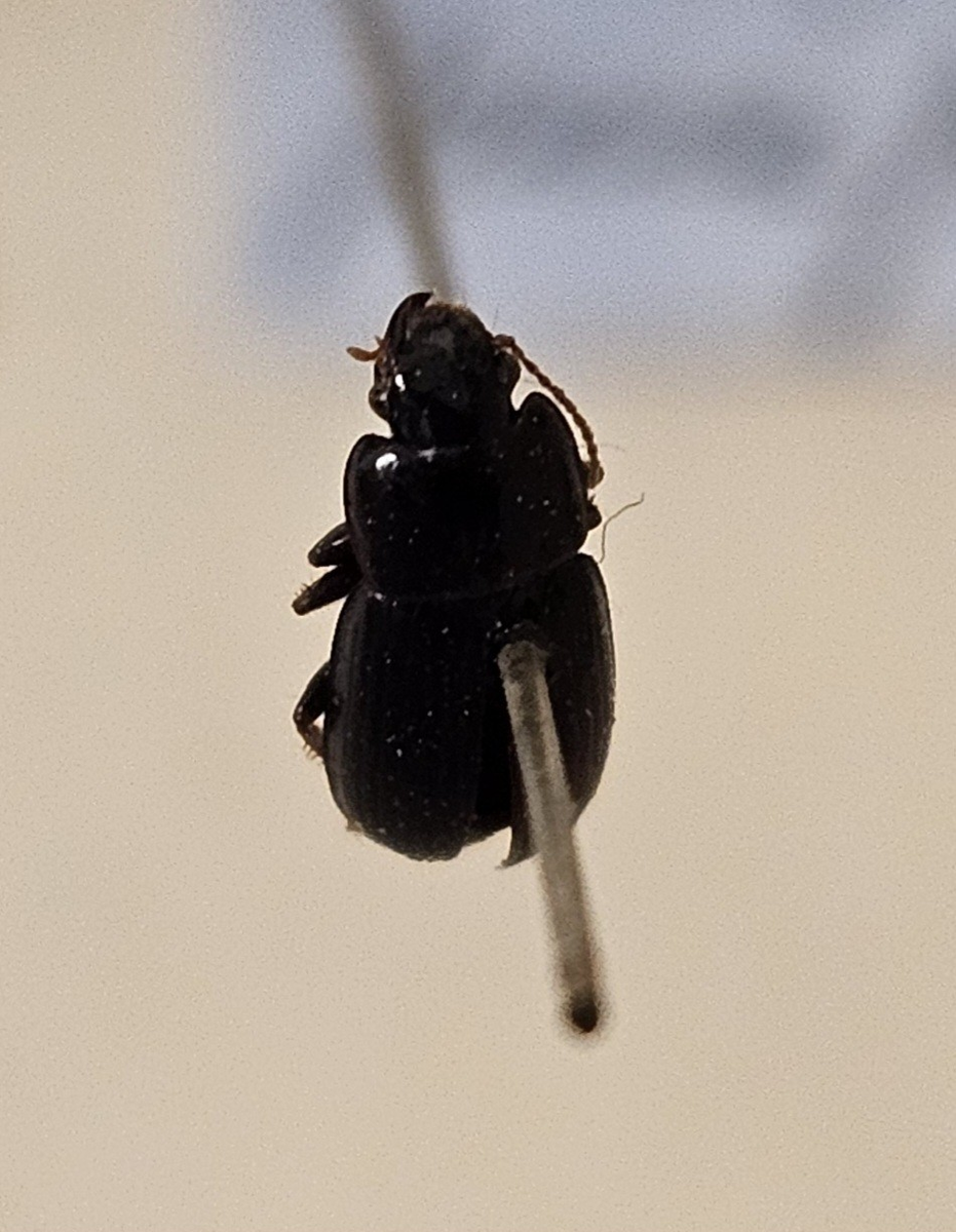 Skalbagge på insektsnål. 
Tillhör huvudgrupp Coleoptera
Tillhör familj Carabidae
Släkte/art: Harpalus picipennis
Adult

Ursprungsland: Sverige
Fyndplats: Öland

Ur Hackwitz samling

På etiketten står: Harpalus picipennis