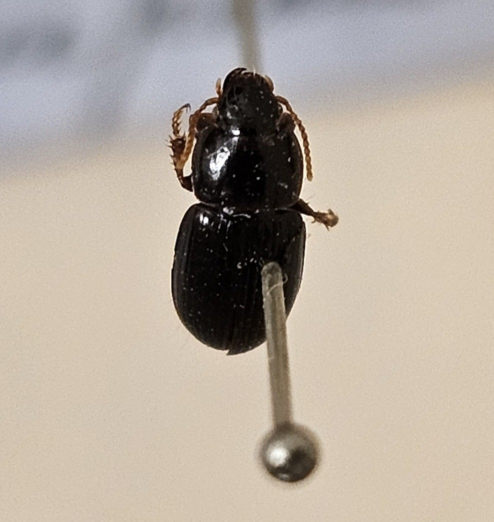 Skalbagge på insektsnål. 
Tillhör huvudgrupp Coleoptera
Tillhör familj Carabidae
Släkte/art: Harpalus picipennis
Adult

Ursprungsland: Sverige
Fyndplats: Öland

Ur Hackwitz samling

På etiketten står: Harpalus picipennis