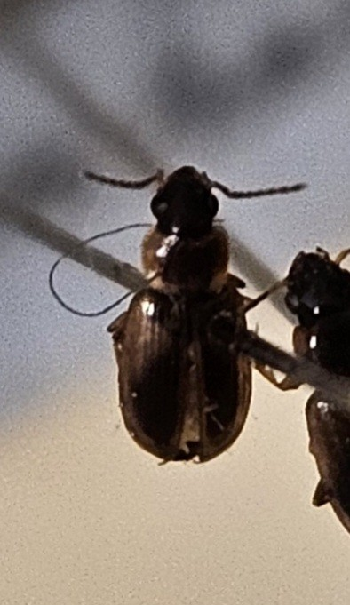 Skalbagge på insektsnål. 
Tillhör huvudgrupp Coleoptera
Tillhör familj Carabidae
Släkte/art: Acupalpus parvulus
Adult

Ursprungsland: Sverige
Fyndplats: 

Ur Hackwitz samling

På etiketten står: Stenolophus gyllenhali