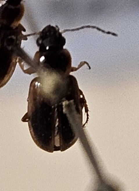 Skalbagge på insektsnål. 
Tillhör huvudgrupp Coleoptera
Tillhör familj Carabidae
Släkte/art: Acupalpus parvulus
Adult

Ursprungsland: Sverige
Fyndplats: 

Ur Hackwitz samling

På etiketten står: Stenolophus gyllenhali