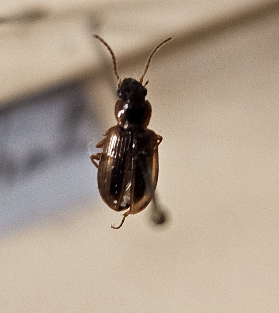 Skalbagge på insektsnål. 
Tillhör huvudgrupp Coleoptera
Tillhör familj Carabidae
Släkte/art: Acupalpus parvulus
Adult

Ursprungsland: Sverige
Fyndplats: 

Ur Hackwitz samling

På etiketten står: Stenolophus gyllenhali