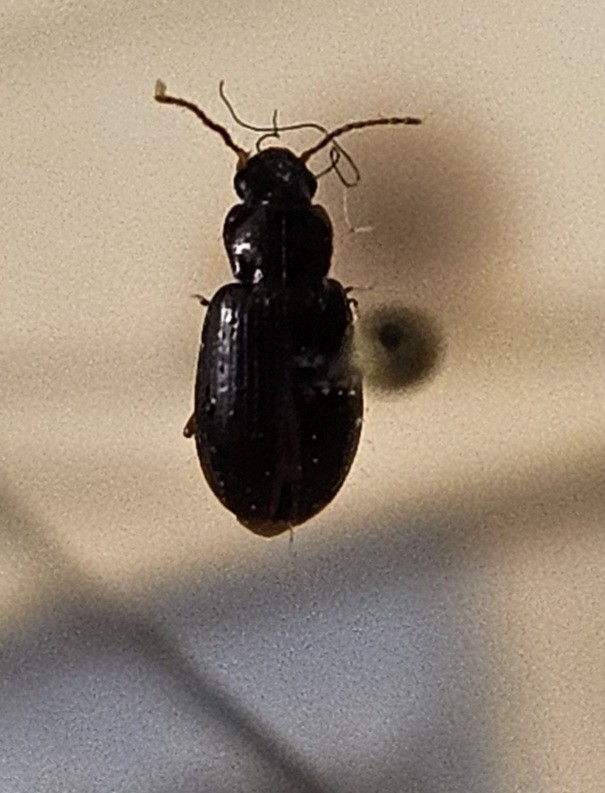 Skalbagge på insektsnål. 
Tillhör huvudgrupp Coleoptera
Tillhör familj Carabidae
Släkte/art: Acupalpus parvulus
Adult

Ursprungsland: Sverige
Fyndplats: 

Ur Hackwitz samling

På etiketten står: Stenolophus gyllenhali