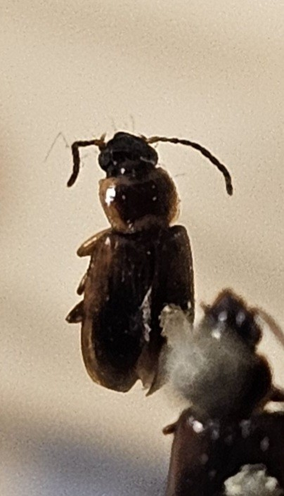 Skalbagge på insektsnål. 
Tillhör huvudgrupp Coleoptera
Tillhör familj Carabidae
Släkte/art: Acupalpus parvulus
Adult

Ursprungsland: Sverige
Fyndplats: 

Ur Hackwitz samling

På etiketten står: Stenolophus gyllenhali