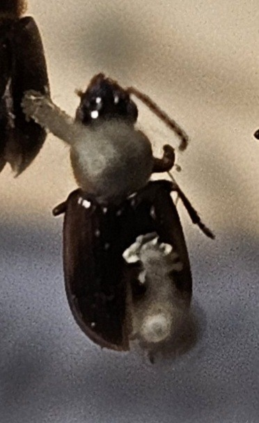 Skalbagge på insektsnål. 
Tillhör huvudgrupp Coleoptera
Tillhör familj Carabidae
Släkte/art: Acupalpus parvulus
Adult

Ursprungsland: Sverige
Fyndplats: 

Ur Hackwitz samling

På etiketten står: Stenolophus gyllenhali