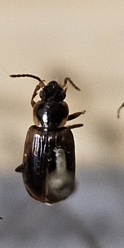 Skalbagge på insektsnål. 
Tillhör huvudgrupp Coleoptera
Tillhör familj Carabidae
Släkte/art: Acupalpus parvulus
Adult

Ursprungsland: Sverige
Fyndplats: 

Ur Hackwitz samling

På etiketten står: Stenolophus gyllenhali