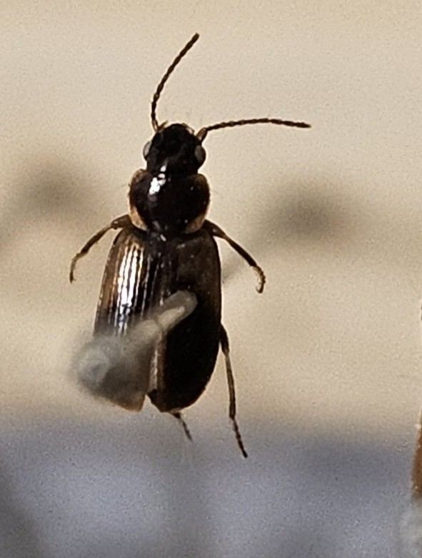 Skalbagge på insektsnål. 
Tillhör huvudgrupp Coleoptera
Tillhör familj Carabidae
Släkte/art: Acupalpus parvulus
Adult

Ursprungsland: Sverige
Fyndplats: 

Ur Hackwitz samling

På etiketten står: Stenolophus gyllenhali