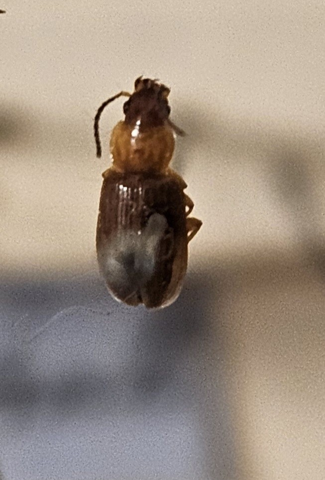 Skalbagge på insektsnål. 
Tillhör huvudgrupp Coleoptera
Tillhör familj Carabidae
Släkte/art: Acupalpus parvulus
Adult

Ursprungsland: Sverige
Fyndplats: 

Ur Hackwitz samling

På etiketten står: Stenolophus gyllenhali