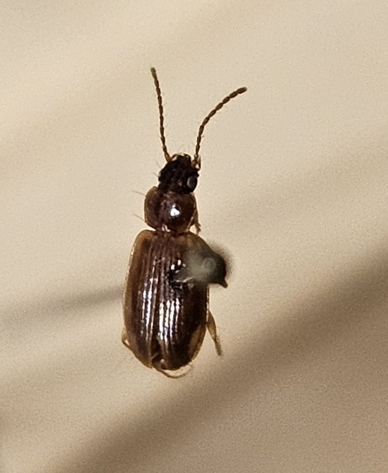 Skalbagge på insektsnål. 
Tillhör huvudgrupp Coleoptera
Tillhör familj Carabidae
Släkte/art: Acupalpus parvulus
Adult

Ursprungsland: Sverige
Fyndplats: 

Ur Hackwitz samling

På etiketten står: Stenolophus gyllenhali