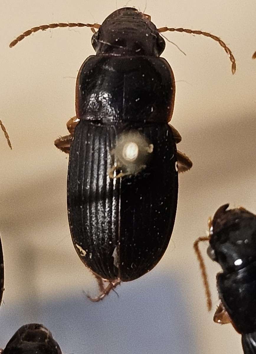 Skalbagge på insektsnål. 
Tillhör huvudgrupp Coleoptera
Tillhör familj Carabidae
Släkte/art: Harpalus latus
Adult

Ursprungsland: Sverige
Fyndplats: 

Ur Hackwitz samling

På etiketten står: Harpalus latus