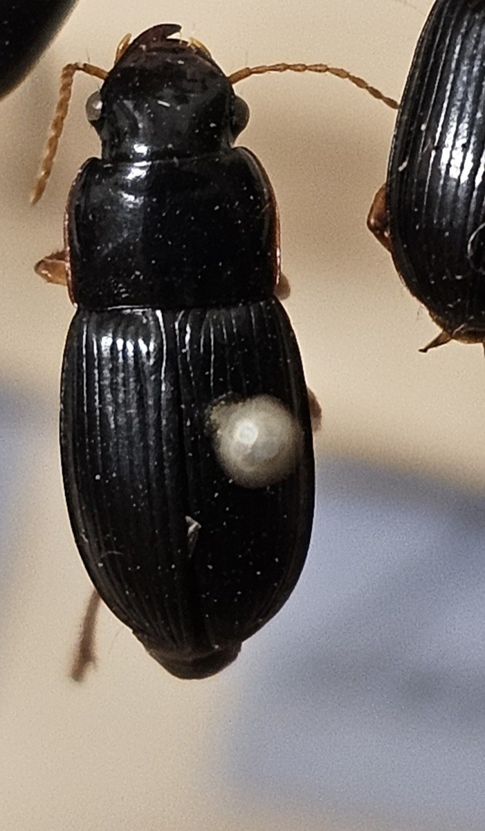 Skalbagge på insektsnål. 
Tillhör huvudgrupp Coleoptera
Tillhör familj Carabidae
Släkte/art: Harpalus latus
Adult

Ursprungsland: Sverige
Fyndplats: 

Ur Hackwitz samling

På etiketten står: Harpalus latus