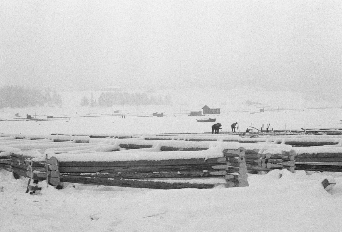 Bygging av fagverkslenser eller stivlenser til lenseanlegget på Glennetangen i Nedre Glomma, som her var grense mellom Skiptvet og Varteig kommuner, vinteren 1937. Dette var flytende stengsler som skulle holde seg rette sjøl om de ble utsatt for stort trykk, og som i mange tilfeller også skulle bære gangbaner som kunne tjene som arbeidsplattformer for fløterne. I dette tilfellet var lenseelementene bygd som rammer med tre-fire omfar med tømmer, avstivet med innvendige skråband i cirka 45 graders vinkel. Her ble komponentene bygd på isen vinterstid, men så snart isen smeltet ble de til flytende komponenter som kunne kjedes sammen i det som var i ferd med å bli et nytt sorterings- og moseanlegg (bunting av tømmer). Dette fotografiet viser tømmermennene i arbeid.