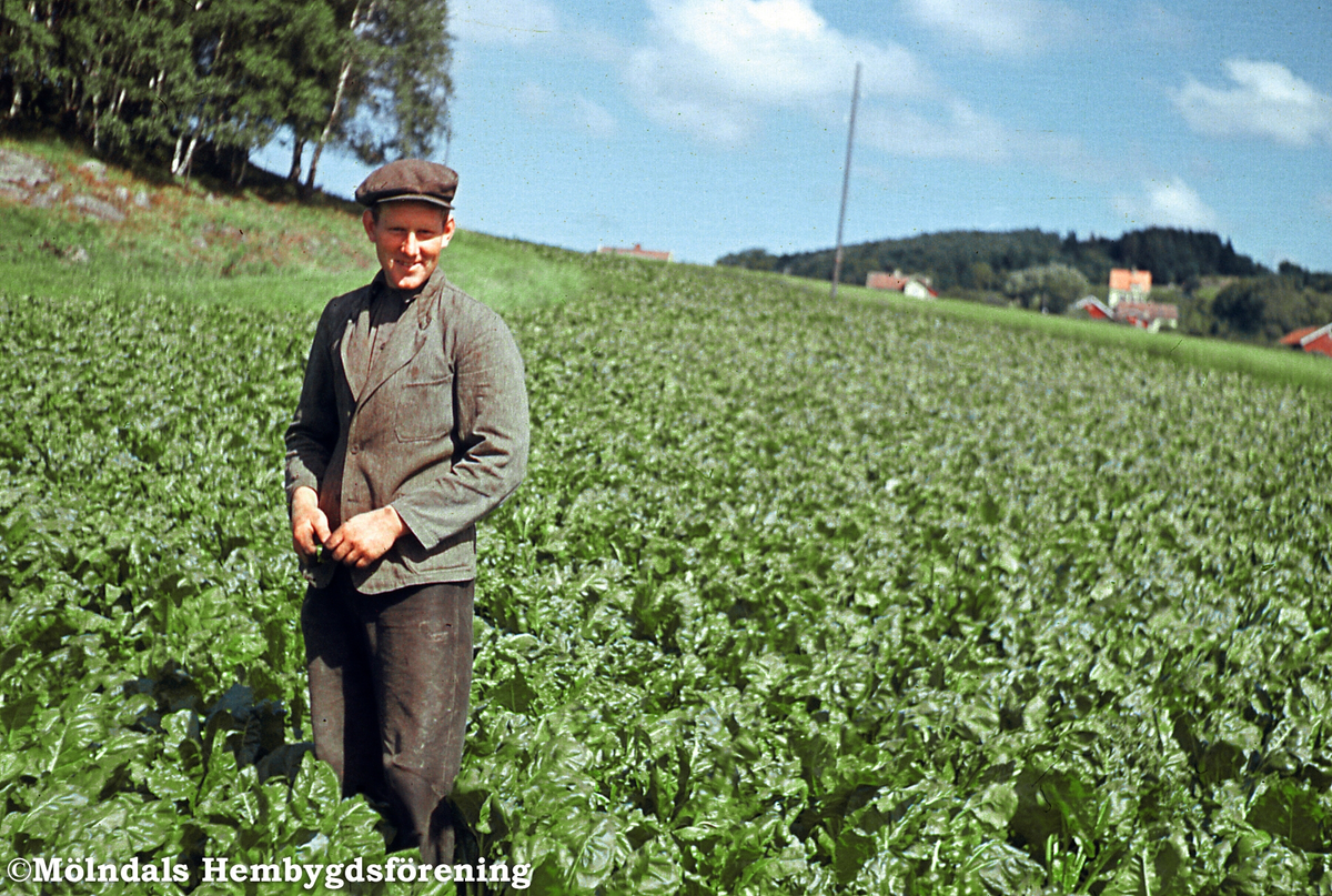 Sven Olof Olsson i ett fält av foderbetor, som han tävlade med och vann första pris för. Mellangården 1 i Fässberg, Mölndal, år 1946.