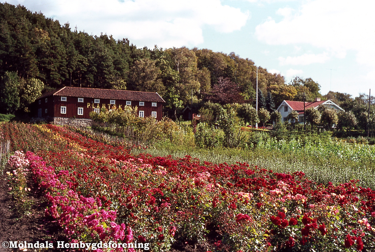 Gården Rävekärr 1 i Mölndal, år 1965. Gården arrenderades av Olhaus som drev en plantskola. R 1:10.
