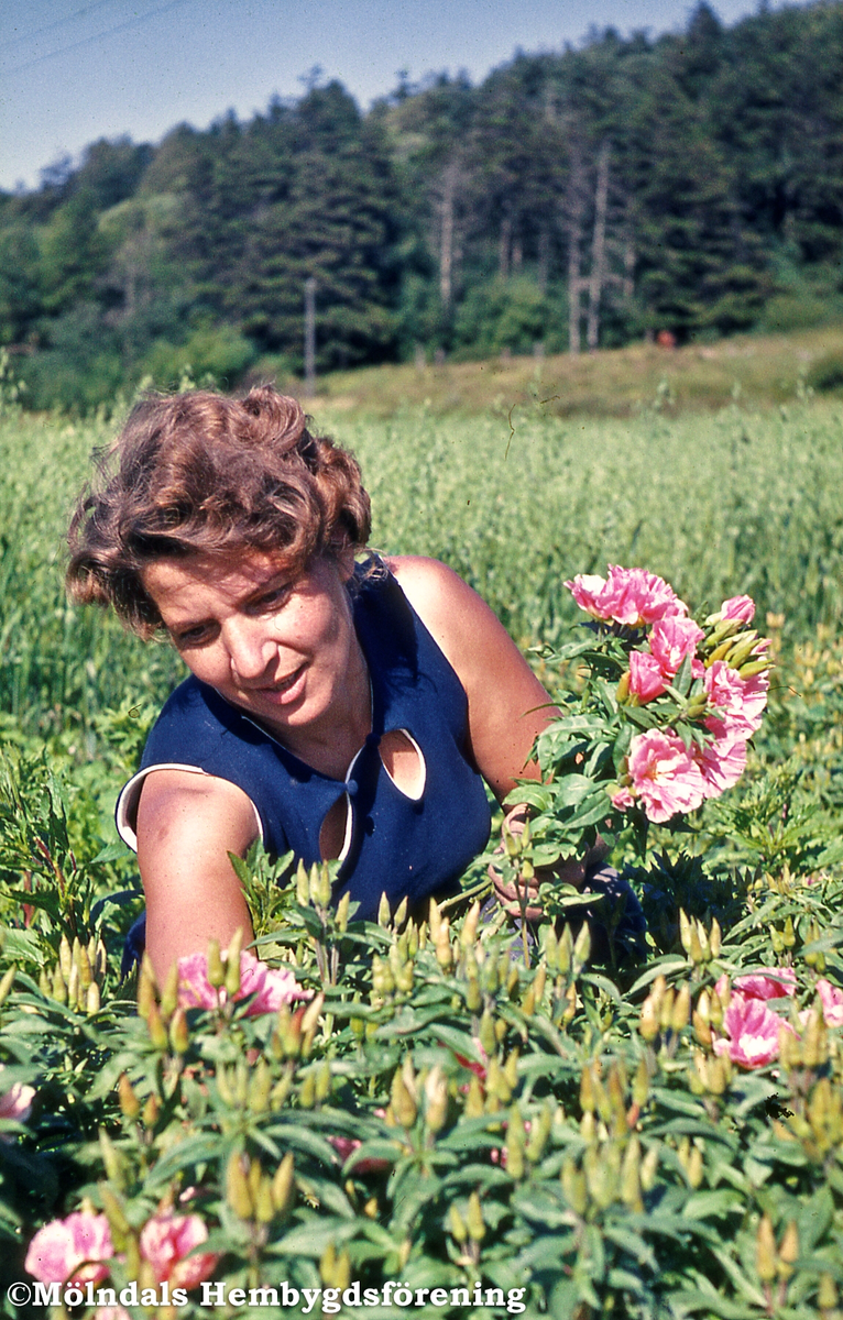 Tora Andersson plockar blommor på Västergården 2 i Fässberg, Mölndal, på 1960-talet.