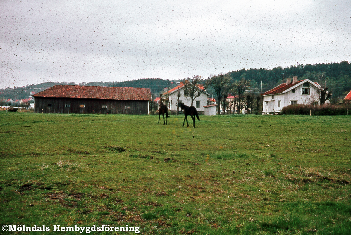 Bebyggelse på gården Kärrabro i Rävekärr, Mölndal, på 1960-talet. Två hästar i hagen.