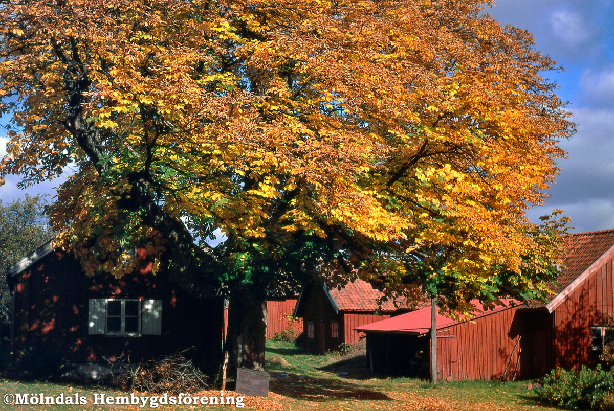 Det gamla huset på Alegårdsslätt i Alvered, Mölndal, på 1960-talet. Huset var byggt 1797