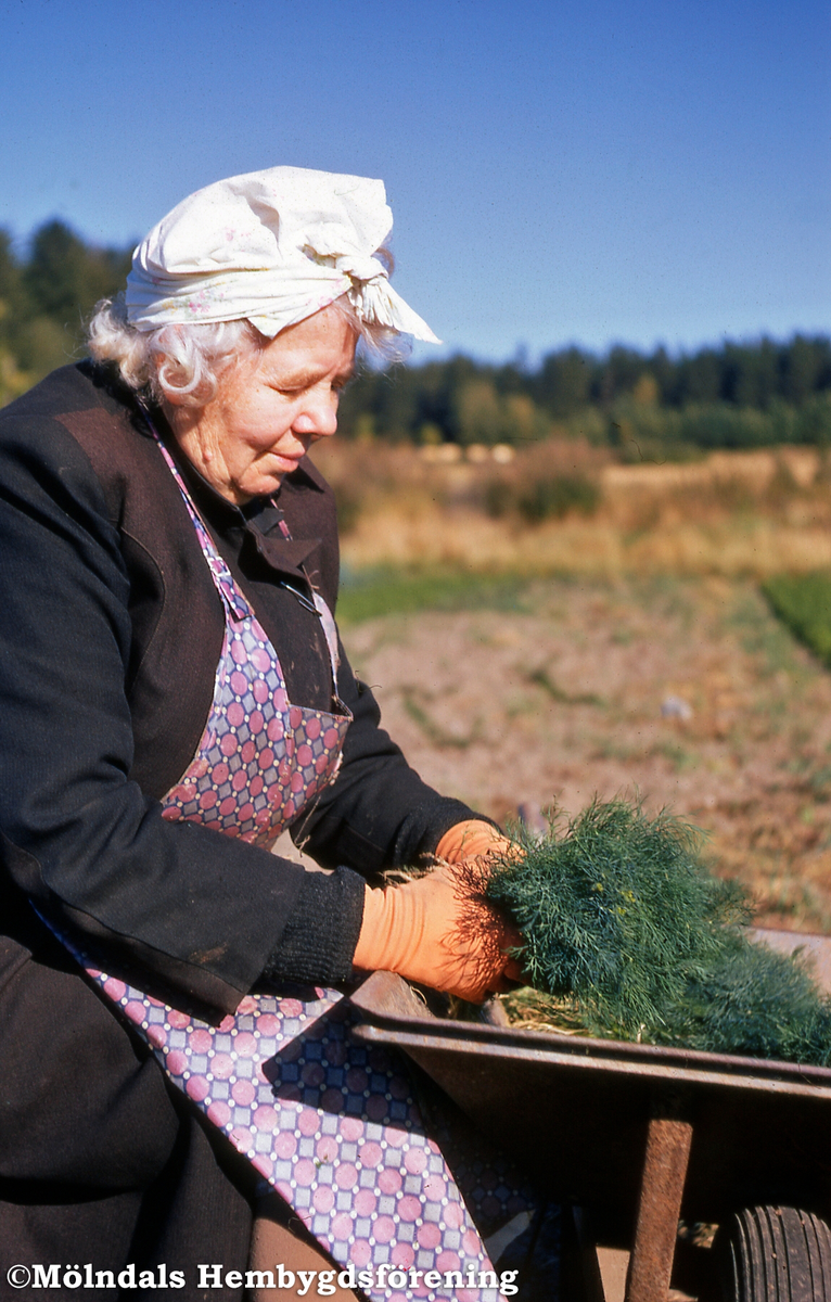 Ester Johansson buntar dill på Gökegården 1 i Eklanda, Mölndal, på 1960-talet.