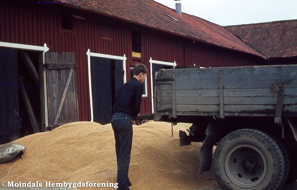 Skördat vete tippas för torkning på Prästgården i Fässberg, Mölndal, år 1964.