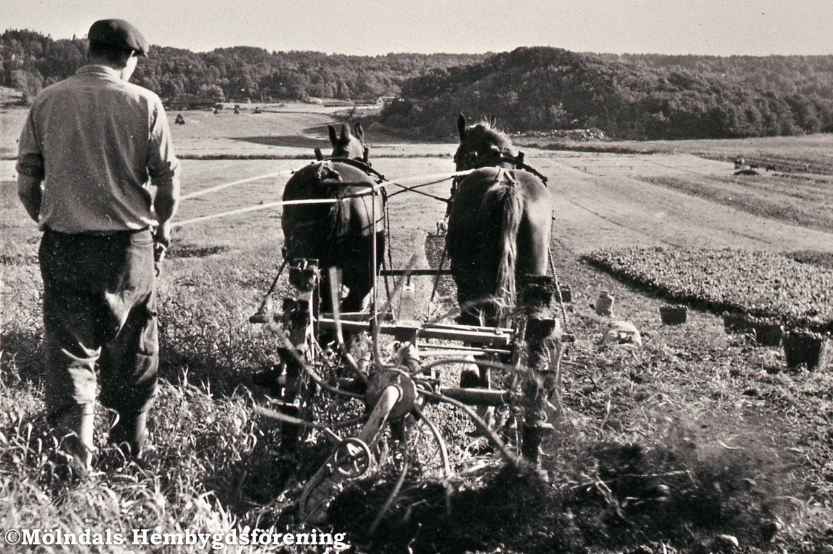 Sven Olof Olsson kör upp potatis med hästarna Pirman och Sköldvin. Mellangården 1 i Fässberg, Mölndal, år 1952. Reprofotografi.