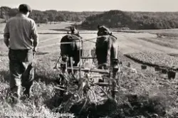 Sven Olof Olsson kör upp potatis med hästarna Pirman och Sköldvin. Mellangården 1 i Fässberg, Mölndal, år 1952. Reprofotografi.