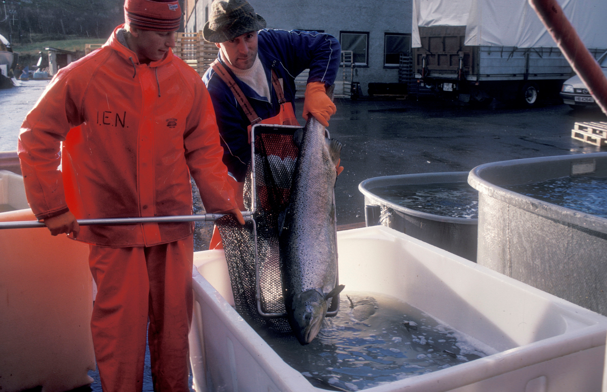 ST Stamfisk A/S, Bjugn, 1988 : To menn flytter fisk mellom vannkar.