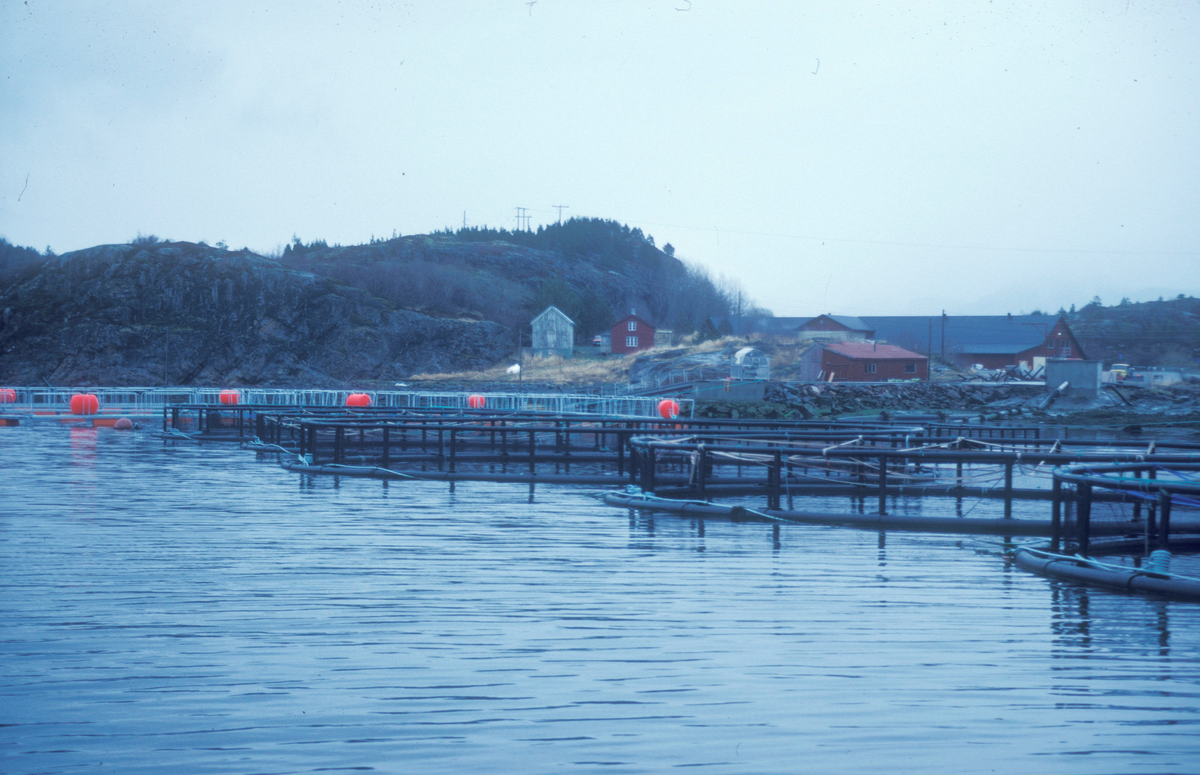 ST Stamfisk A/S, Bjugn, 1988 : Oversiktsbilde, merder flyter på vannet, i bakgrunnen ser vi landbasen.