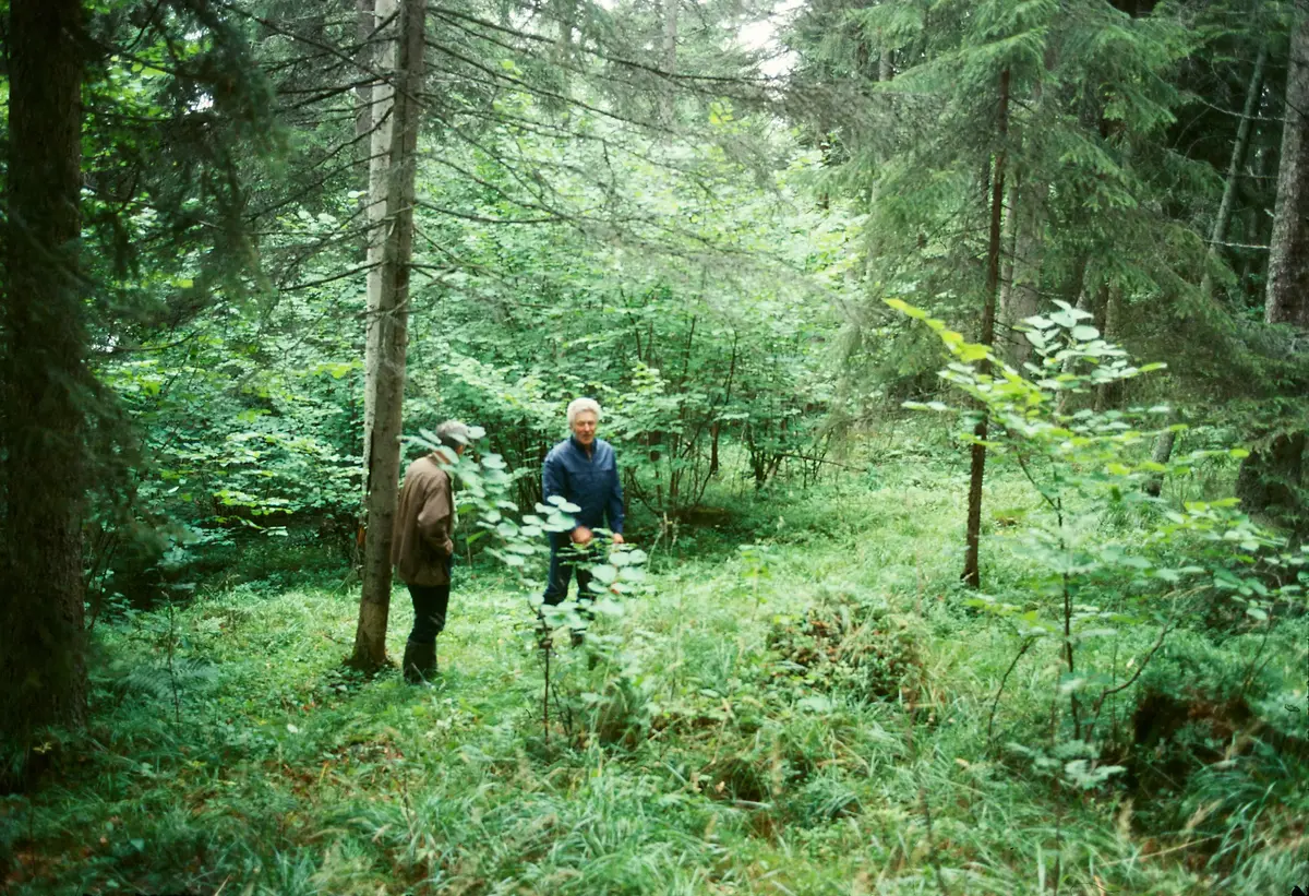 Lind mm. Bestånd V om Väsby.