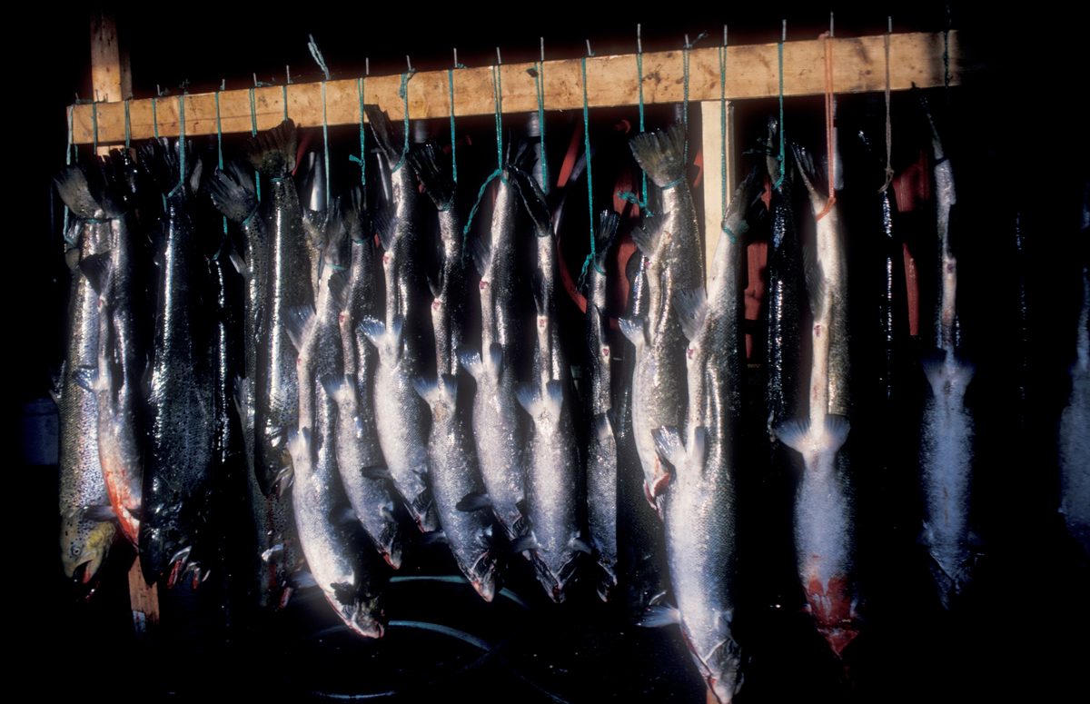 ST.Stamfisk, Bjugn, 1988, rognluft. : Flere døde fisk henger etter halen.