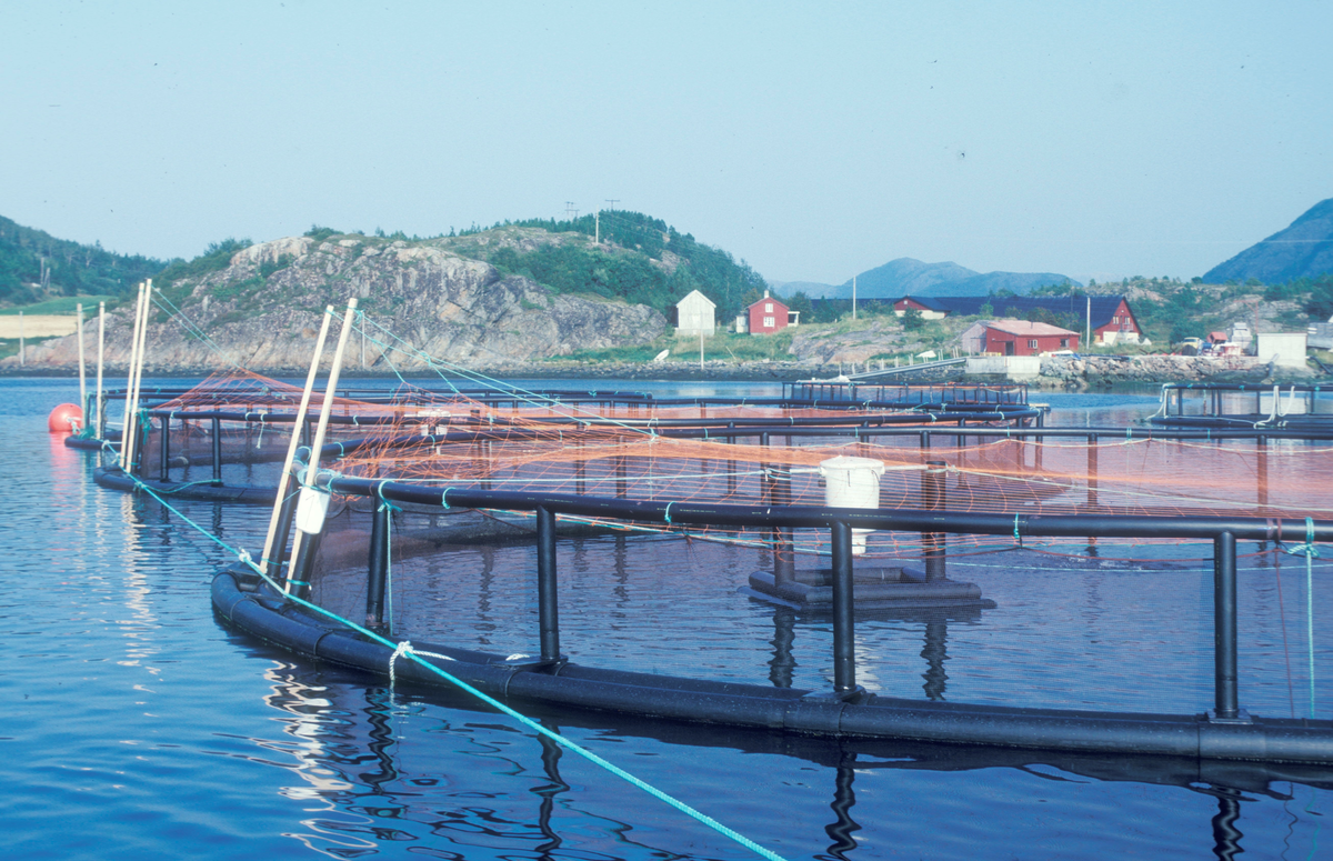 ST.Stamfisk, Bjugn, 1988, rognluft. : Oppdrettsmerder flyter på sjøen, tilhørende landbase sees i bakgrunnen.