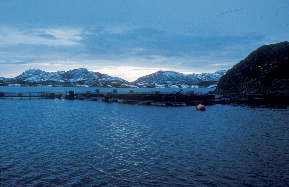 Bjugn, feb. 1995, SIMO/ST-Stamfisk? : Utsikt mot oppdrettsmerder på sjøen.