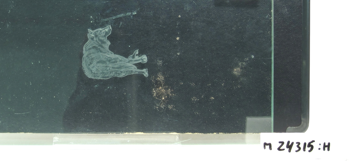 Glasskiva med graveringsprov föreställande en varg.