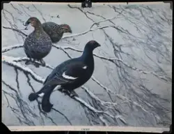 Skolplanscher från Solbergaskolan