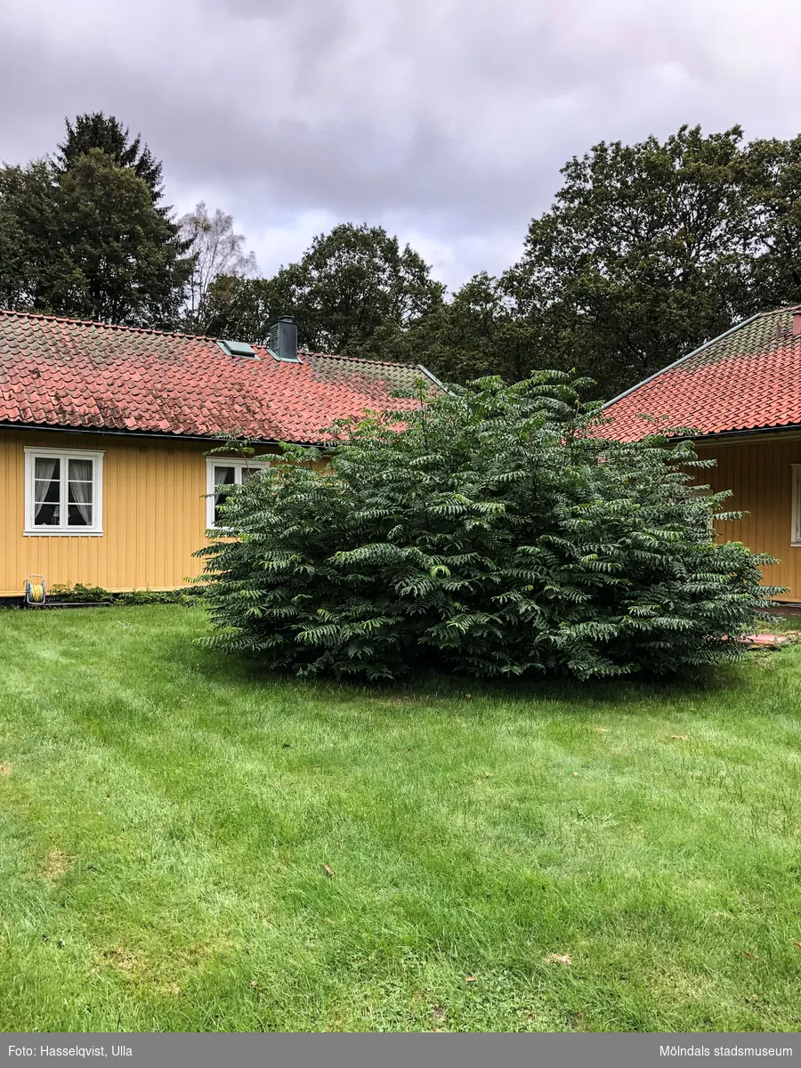 Ett gulmålat bostadshus på Sporred Tvärgården i Sporred, Kållered, i Mölndals kommun, den 20 september 2019. Byggt cirka 1940.