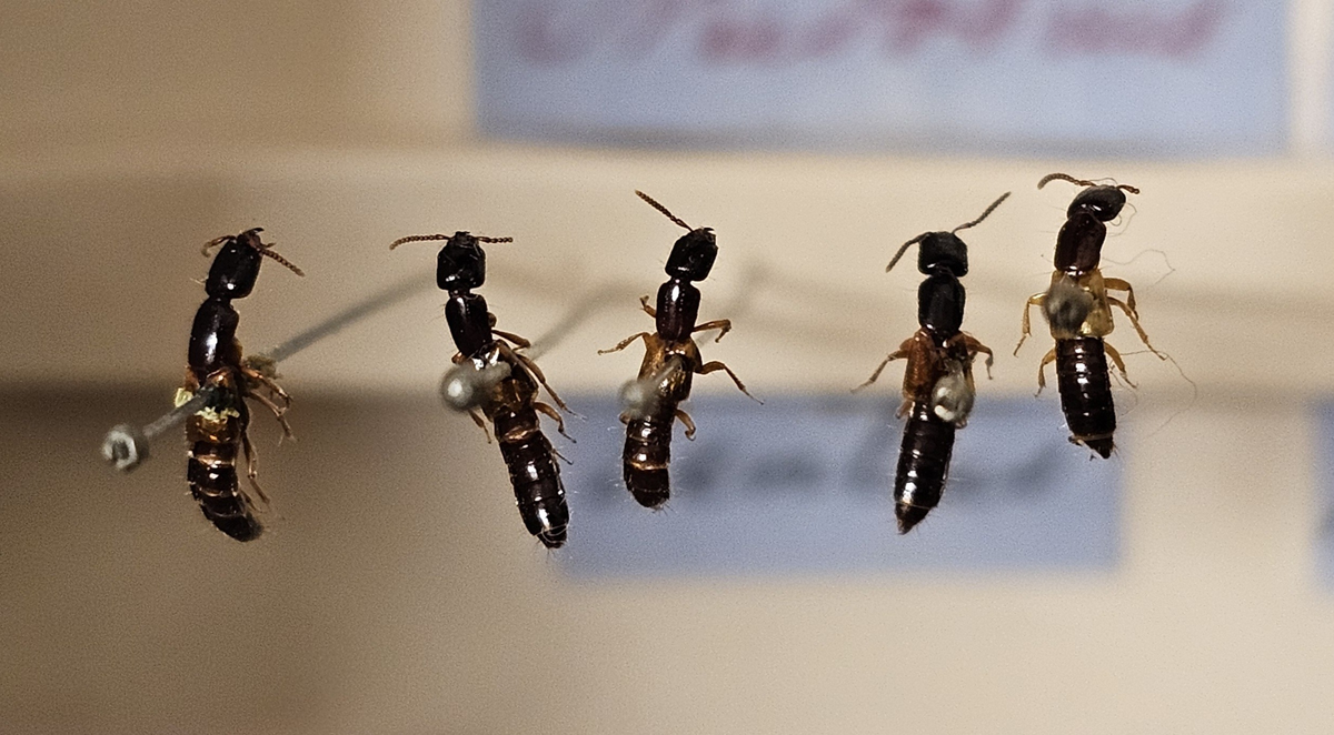 Skalbagge på insektsnål. 
Tillhör huvudgrupp Coleoptera
Tillhör familj Staphylinidae
Släkte/art: Gen? spec?
Adult

Ursprungsland: Sverige
Fyndplats: 

Ur Hackwitz samling

På etiketten står: Neudobius lentus